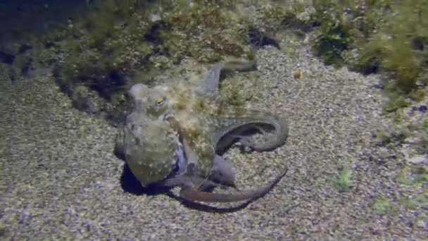 Escena Submarina Cámara Sigue Pulpo Común Octopus Vulgaris Que Mueve — Vídeos de Stock