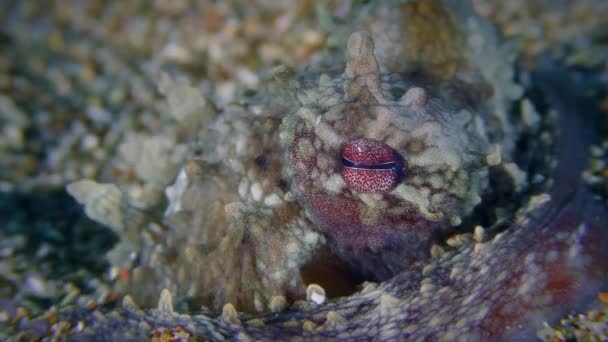 Vida Subaquática Polvo Comum Octopus Vulgaris Enterrado Areia Olhos Pulsando — Vídeo de Stock