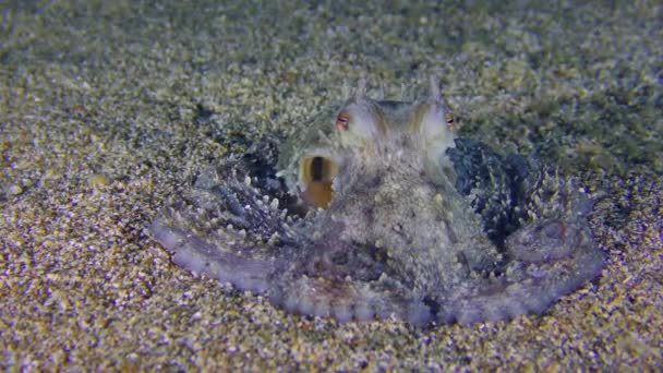 Mořský Život Chobotnice Obecné Octopus Vulgaris Sedí Písčitém Dně Dělá — Stock video