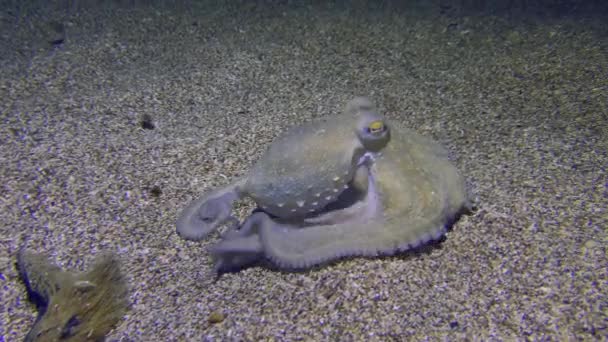 Underwater Scene Common Octopus Octopus Vulgaris Moves Sandy Bottom Rises — Stock Video