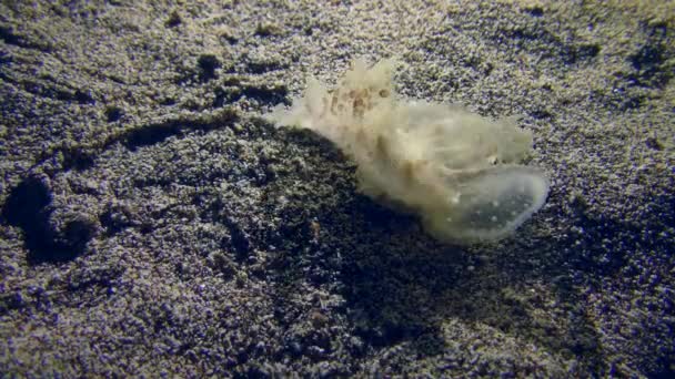 Deniz Yaşamı Akdeniz Deki Istilacı Tür Olan Wonderous Melibe Slug — Stok video