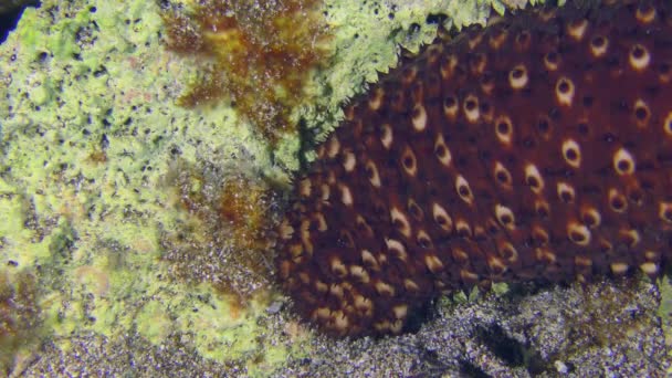 Θαλάσσια Ζωή Μεταβλητό Αγγούρι Της Θάλασσας Holothuria Sanctori Που Σέρνεται — Αρχείο Βίντεο