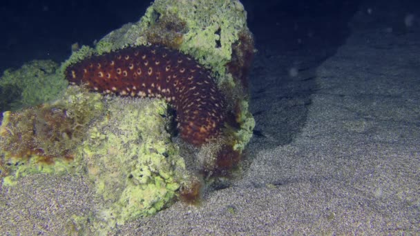 Onderzeese Scène Variabele Zeekomkommer Holothuria Sanctori Kruipt Langzaam Een Rots — Stockvideo