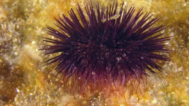 水下场景 紫色海胆 Paracentrotus Lip Org 生长在海底 布满了五彩斑斓的海藻 侧视图 — 图库视频影像