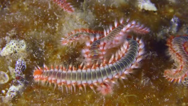 Marine Life Several Large Poisonous Bearded Fireworms Hermodice Carunculata Bottom — Stock Video