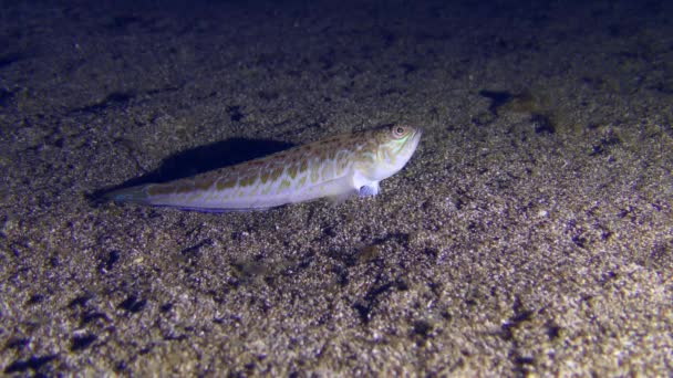 夜の狩人 トラキヌス ドラコ 砂の底で獲物を待ち それから泳ぎ去る — ストック動画