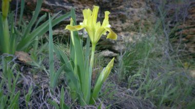 Çimen ve kireç taşlarının arka planında sarı cüce iris (Iris pumila).