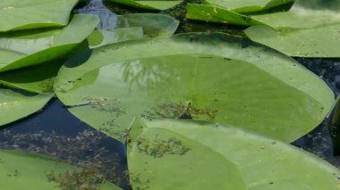 Wide leaves of White Water-lily or European white water lily (Nymphaea alba) on the surface of fresh water.