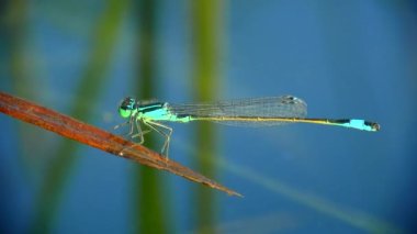 Kuzey Bluet yusufçuğu (Enallagma cyathigerum) bir su bitkisinin yaprağında sallanır, üçüncü göz açıkça görülebilir, yakın çekim.