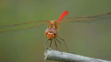 Kırmızı Serseri Dartçı (Sympetrum vulgatum) havalanıyor ve bir dala konuyor ve pençeleriyle gözlerini temizliyor..