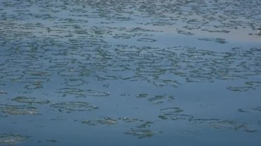 A waterfowl makes its way in a stream of pancake ice.