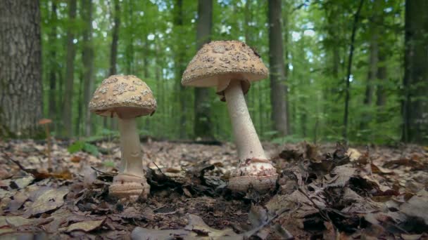 Zwei Junge Giftige Pilze Panthercap Amanita Pantherina Vor Waldhintergrund — Stockvideo