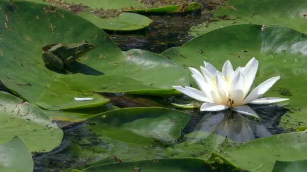 Frog Sits Wide Leaf White Water Lily European White Water — Stok video