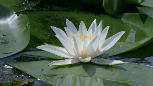 广开的花白色水百合或欧洲白色水百合 金银花 在淡水表面上 — 图库视频影像