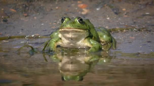 绿色沼泽蛙或欧亚沼泽蛙 Pelophylax Ridibundus 栖息在水花区 阳光反射 前视镜 — 图库视频影像