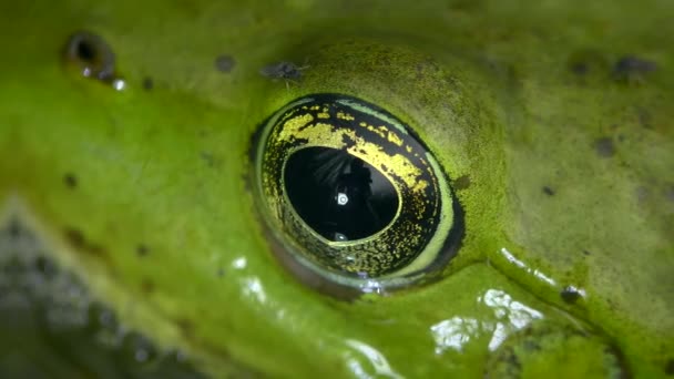 Żaba Bagienna Lub Żaba Bagienna Eurazjatycka Pelophylax Ridibundus Próbuje Odpędzić — Wideo stockowe