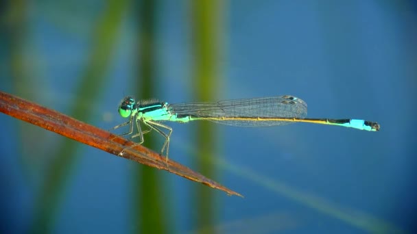 Northern Bluet Dragonfly Enallagma Cyathigerum Sways Leaf Aquatic Plant Third — Stock Video