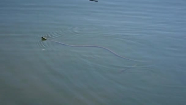 Dice Snake Natrix Tessellata Κολυμπά Και Σκαρφαλώνει Ένα Νησάκι Πλωτών — Αρχείο Βίντεο