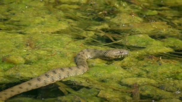 Dice Snake Natrix Tessellata Slowly Crawling Islet Floating Aquatic Plants — Wideo stockowe