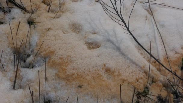 大気プロセスの巨大さは アフリカからの風によってもたらされた赤い塵のウクライナの雪への降下によって2018で実証されました — ストック動画