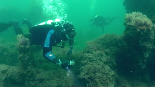 Vrak Potápění Potápěči Mezi Troskami Zarostlé Řasami Hydroid Polypy — Stock video