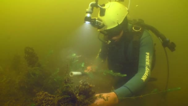 水中考古学研究 科学者ダイバーは 川の底に横たわっている18世紀の木製の船のフレームの固定穴からシェルを削除します — ストック動画