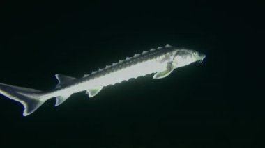 The camera follows the Russian sturgeon or Danube sturgeon (Acipenser gueldenstaedtii) against the backdrop of a dark water column, side view, medium shot.