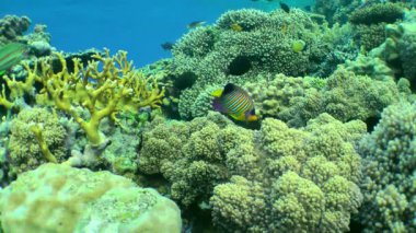 Parlak ve güzel Kraliyet Melek Balığı (Pygoplites diacanthus) ve mercan resifinin arka planına karşı diğer balıklar.