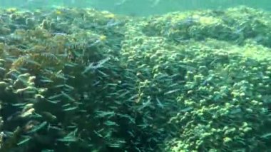 Kamera, küçük bir balık sürüsünden geçiyor. Hardyhead gümüş yüzgeçli mercan kayalıklarına doğru..