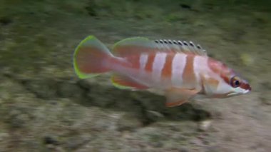 Blacktip Grouper (Epinephelus fasciatus) kameranın, gece dalışının, gece sahnesinin yanından yüzer..