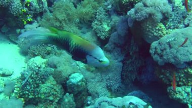 Parlak renkli bir Sling-jaw wrasse (Epibulus insidiator) mercan resifine doğru yavaşça yüzer..