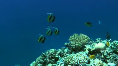 Bir grup Kızıl Deniz Sancak Balığı (Heniochus intermedius) bir mercan resifinin kenarında güneşle ıslanmış suların zeminine asılır..