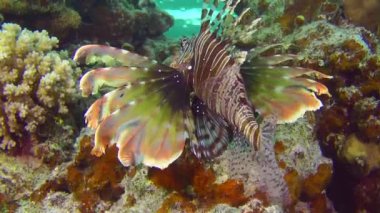 Renkli Aslan Balığı (Pterois volitans), genişleyen yüzgeçleriyle yavaşça resifin tepesine yükselir..