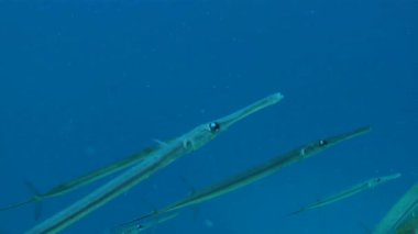 Küçük bir Bluespotted kornetfish sürüsü (Fistularia ticari sonii) yavaşça güneşin ışınları tarafından nüfuz edilen mavi bir su sütunun arka planına doğru yüzer..