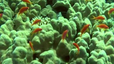 Kırmızı-turuncu deniz altınları veya Lyretail Anthias (Pseudanthias squamipinnis) ağır ağır sert mercanların üzerinde yüzer..