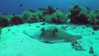 Huge Cowtail stingray (Pastinachus sephen) lies on a sandy bottom among coral thickets, front view, close-up.