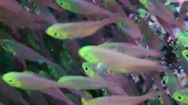 Büyük Pigme süpürücü (Parapriacanthus ransonneti) kümesindeki balıklar sürekli bir Brownian hareketi oluştururlar..