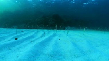 Çok sayıda Bahçe Yılanbalığı (Gorgasia sillneri) bir mercan resif duvarının arka planına karşı kumda kaybolur..