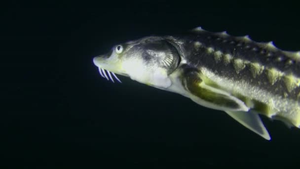 카메라는아 철갑상어 러시아 철갑상어 Acipenser Gueldenstaedtii 느리게 수영하는 어둠의 물기둥을 — 비디오