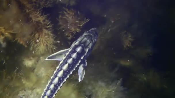 카메라는 다뉴브강 철갑상어나 러시아 철갑상어 Acipenser Gueldenstaedtii 조류가 샷등을 배경으로 — 비디오
