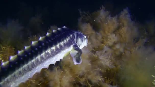 아조프 철갑상어 러시아 철갑상어 Acipenser Gueldenstaedtii 해조류로 그림같은 해저에서 수영을 — 비디오