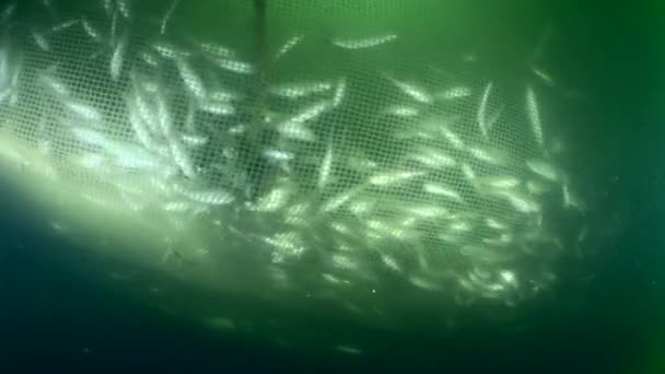商业渔网内的鱼 随着渔网的增加和鱼体体积的减少 捕到的鱼密度也随之增加 但有些鱼在渔网上找到了洞 并挣脱出来了 — 图库视频影像