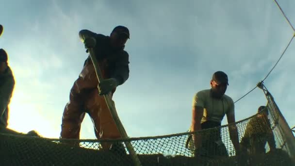 Kereskedelmi Halászat Hivatásos Halászok Speciális Hálóval Rakják Kifogott Halat Hálóból — Stock videók
