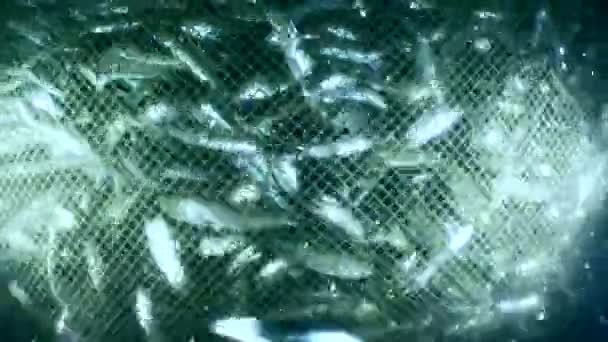 商业渔网内的鱼 鱼网浮出水面 鱼网内的鱼群互相摩擦 以至于失去鳞片 在鱼网周围形成半透明的云彩 形成特写 — 图库视频影像