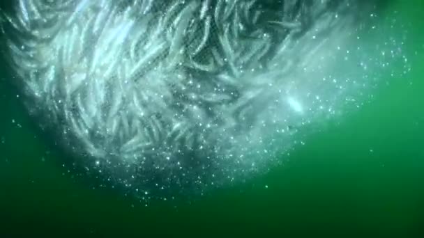 商業漁網内の魚 網は表面に上昇し アンチョビは互いにこすり合い 鱗を失うほどです 小さな電流によって スケールの密な雲が吹き飛ばされます — ストック動画