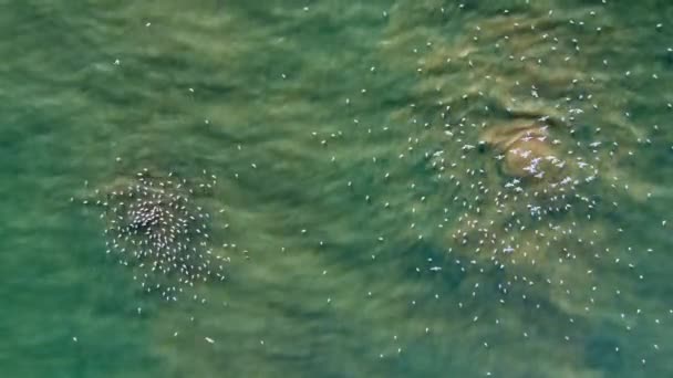 Miejsce Podwodnego Zrzutu Ścieków Morza Dwie Brązowe Plamy Pokryte Ptakami — Wideo stockowe