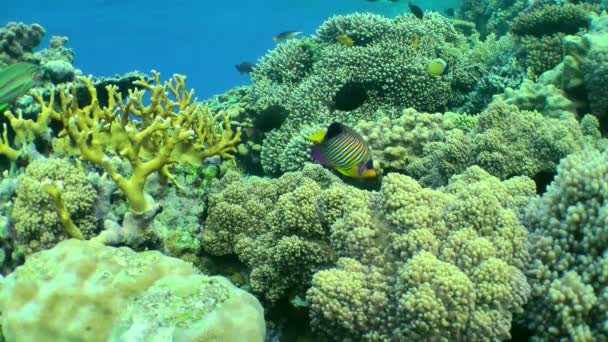 아름다운 Pygoptil Diacanthus 산호초의 배경에 물고기들 — 비디오