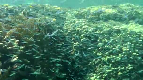 Camera Pans Massive School Small Fish Hardyhead Silverside Coral Reef — 图库视频影像