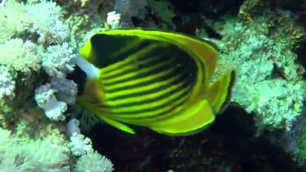 Jasnożółty Diagonal Butterflyfish Chaetodon Fasciatus Szuka Pożywienia Wśród Korali Miękkich — Wideo stockowe