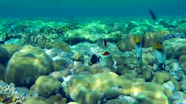 Kilka Gatunków Kolorowych Ryb Koralowych Szuka Pożywienia Szczycie Rafy Koralowej — Wideo stockowe